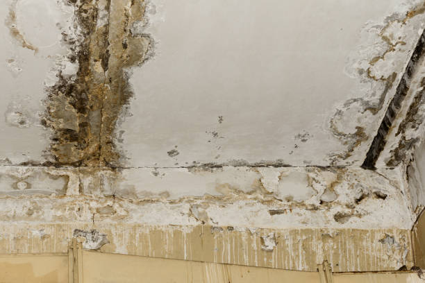 Environmental Consulting for Mold Prevention in Mineral Springs, NC