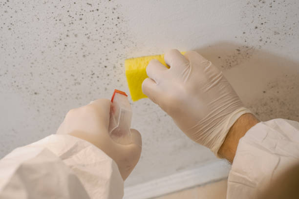 Best Emergency Mold Remediation  in Mineral Springs, NC