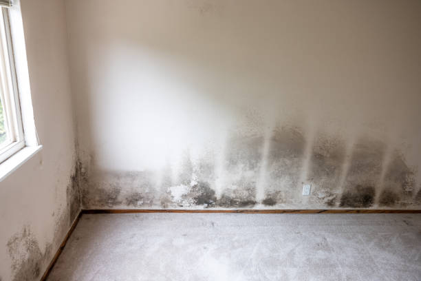  Mineral Springs, NC Mold Removal Pros